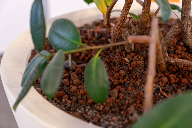 planten-hydrocultuur